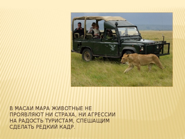 В Масаи Мара животные не проявляют ни страха, ни агрессии на радость туристам, спешащим сделать редкий кадр.