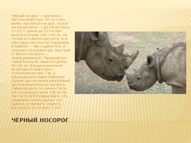 Чёрный носорог — крупное и могучее животное. Он не столь велик, как белый носорог, но всё же внушителен — достигает веса 2—2,2 т, длины до 3,15 м при высоте в плечах 150—160 см. На голове его обычно два рога, но в некоторых местностях (например, в Замбии) — три и даже пять. В сечении у основания рог округлый (у белого носорога — трапециевидный). Передний рог самый большой, чаще его длина 40—60 см. В виде исключения встречаются животные с огромными рогами. Так, в Национальном парке Амбосели (Кения) долгое время величайшей достопримечательностью была самка носорога по кличке Герти, рог которой достигал 138 см. Ее так часто фотографировали, что, сравнивая снимки разных лет, удалось установить скорость роста рога: 45 см за 6—7 лет. Чёрный носорог