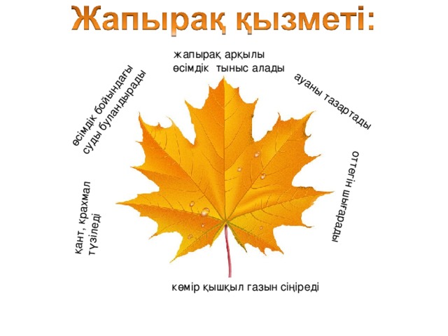 ауаны тазартады оттегін шығарады қант, крахмал түзіледі өсімдік бойындағы суды буландырады жапырақ арқылы өсімдік тыныс алады көмір қышқыл газын сіңіреді