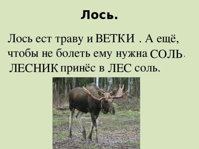 Лось. Лось ест траву и КИВЕТ . А ещё, чтобы не болеть ему нужна ЛЬСО. НИКЛЕС принёс в ЕСЛ соль. ВЕТКИ СОЛЬ ЛЕС ЛЕСНИК