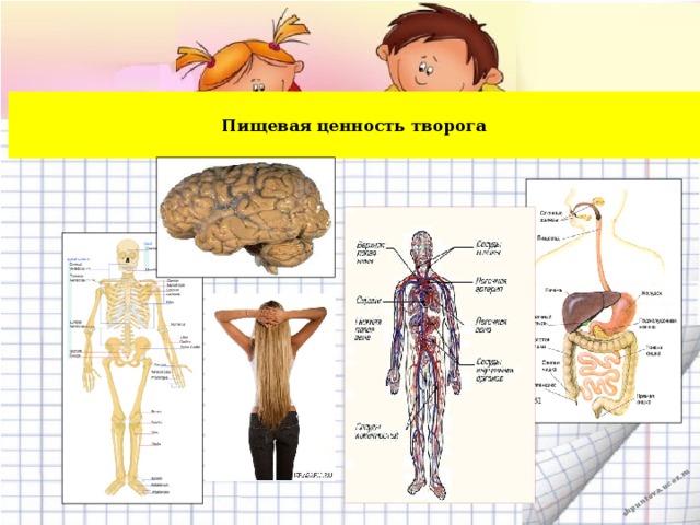 Пищевая ценность творога