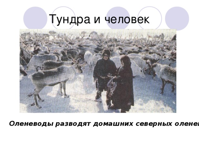 Тундра и человек Оленеводы разводят домашних северных оленей.