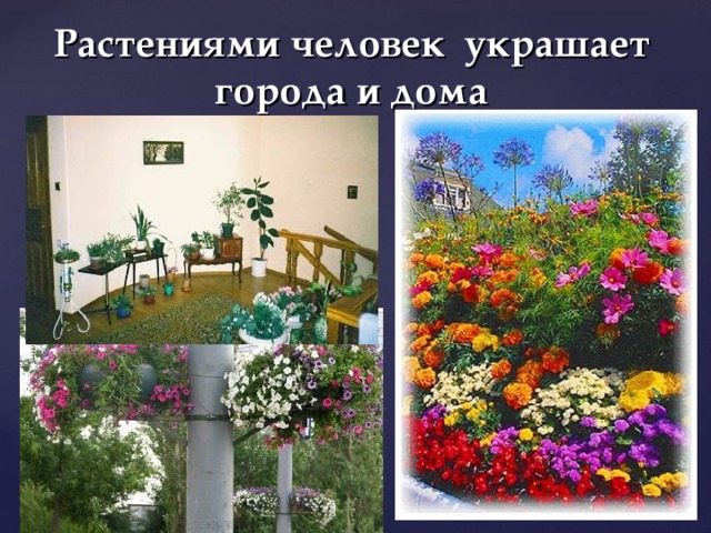 Растениями человек украшает города и дома