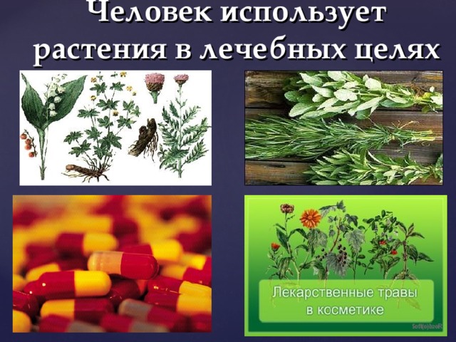 Человек использует растения в лечебных целях .