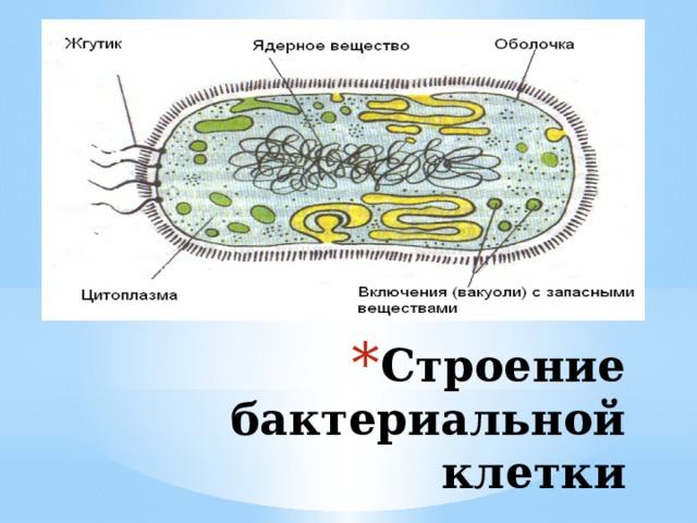 Бактериальная клетка окружена плотной. Строение клетки бактерии 5. Строение бактериальной клетки 6 класс биология. Клетка бактерии 6 класс биология. Строение бактерии Сенной палочки.