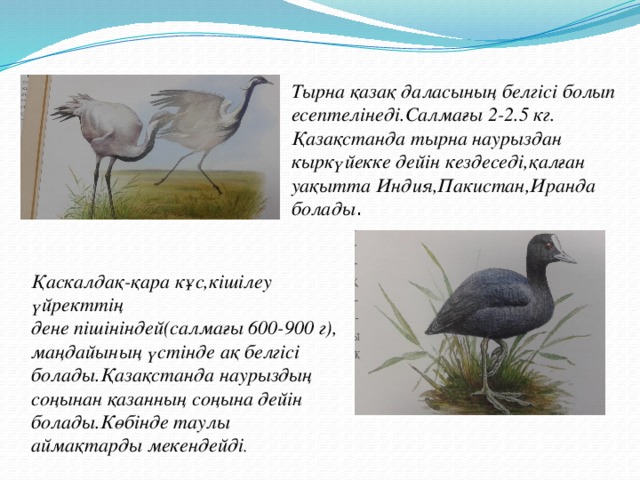 Тырна қазақ даласының белгісі болып есептелінеді.Салмағы 2-2.5 кг. Қазақстанда тырна наурыздан кыркүйекке дейін кездеседі,қалған уақытта Индия,Пакистан,Иранда болады . Қаскалдақ-қара кұс,кішілеу үйректтің дене пішініндей(салмағы 600-900 г), маңдайының үстінде ақ белгісі болады.Қазақстанда наурыздың соңынан қазанның соңына дейін болады.Көбінде таулы аймақтарды мекендейді .