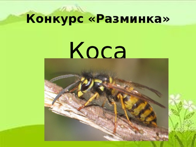 Конкурс «Разминка» Коса