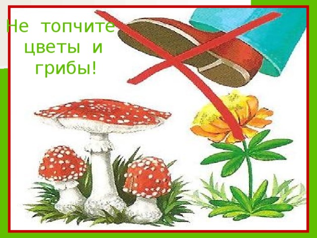 Не топчите цветы и грибы!