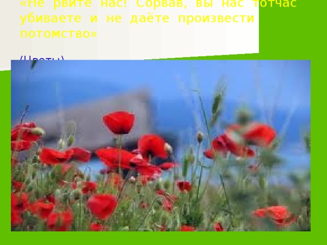 «Не рвите нас! Сорвав, вы нас тотчас убиваете и не даёте произвести потомство»  (Цветы)