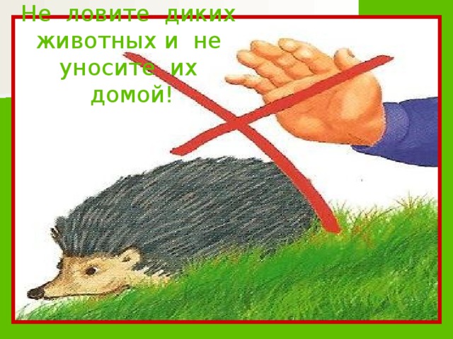 Не ловите диких животных и не уносите их домой!