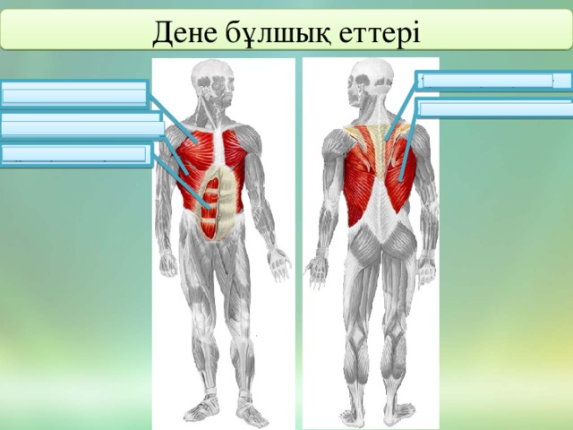 Дене бұлшық еттері Трапеция тәрізді бұлшық ет Үлкен кеуде бұлшық еті Арқаның жалпақ бұлшық еті Қабырға аралық бұлшық еттері Құрсақ бұлшық еттері