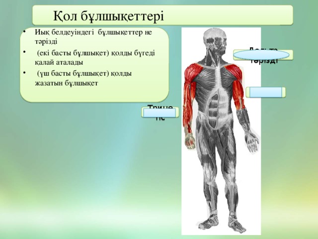 Қол бұлшықеттері Иық белдеуіндегі бұлшықеттер не тәрізді  (екі басты бұлшықет) қолды бүгеді қалай аталады  (үш басты бұлшықет) қолды жазатын бұлшықет Дельта тәрізді Бицепс Трицепс