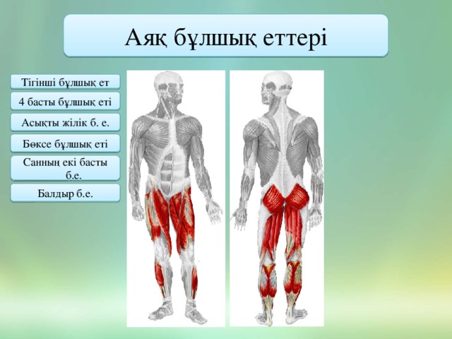 Аяқ бұлшық еттері Тігінші бұлшық ет 4 басты бұлшық еті Асықты жілік б. е. Бөксе бұлшық еті Санның екі басты б.е. Балдыр б.е.