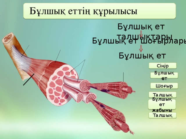 Бұлшық еттің құрылысы Бұлшық ет талшықтары Бұлшық ет шоғырлары Бұлшық ет Сіңір Бұлшық ет Шоғыр Талшық Бұлшық ет жабыны Талшық