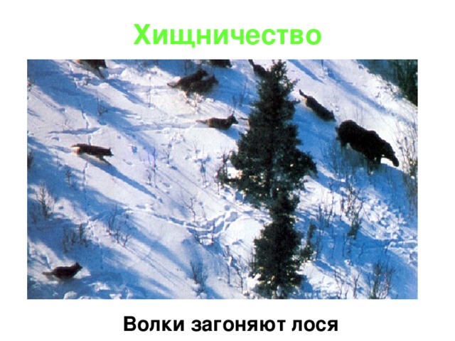 Хищничество  Волки загоняют лося