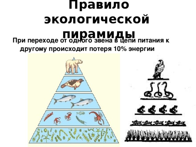 Правило экологической  пирамиды При переходе от одного звена в цепи питания к другому происходит потеря 10% энергии