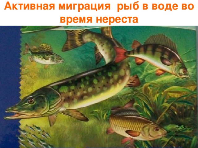 Активная миграция рыб в воде во время нереста