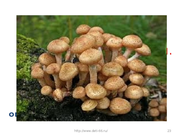 Нет грибов дружней, чем эти,  Знают взрослые и дети.  На пеньках растут в лесу,  Как веснушки на носу. опята  http://www.deti-66.ru/
