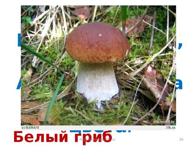 Стоит Лушка-  Белая рубашка,  А шляпа надета  Шоколадного цвета . Белый гриб  http://www.deti-66.ru/