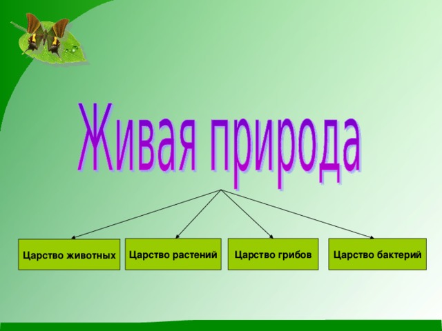 Царство растений Царство грибов Царство бактерий Царство животных