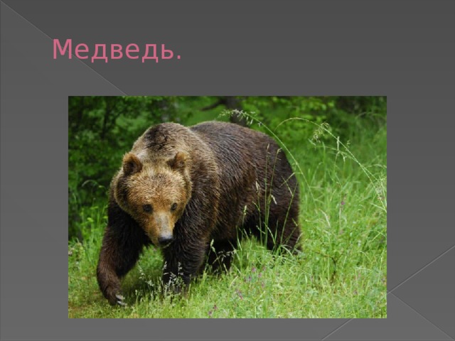 Медведь.