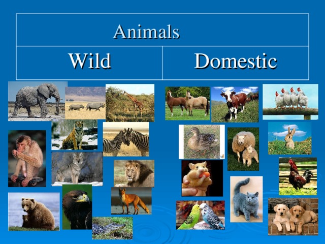 Animals Wild Domestic