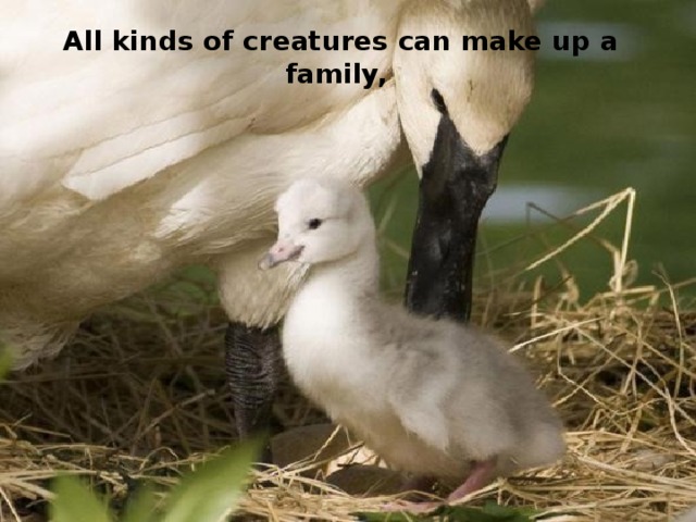 All kinds of creatures can make up a family,