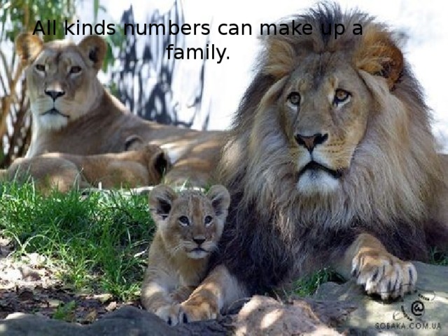 All kinds numbers can make up a family.