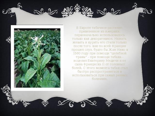 В Европе табачное растение, привезенное из Америки, первоначально использовалось только как декоративное. Нюхать, жевать и курить его стали только после того, как по всей Франции прошел слух, будто бы Жан Нико в 1560 году при помощи 