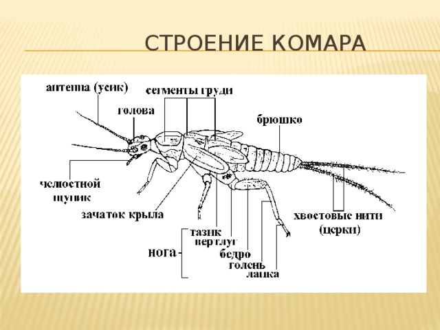 Строение комара