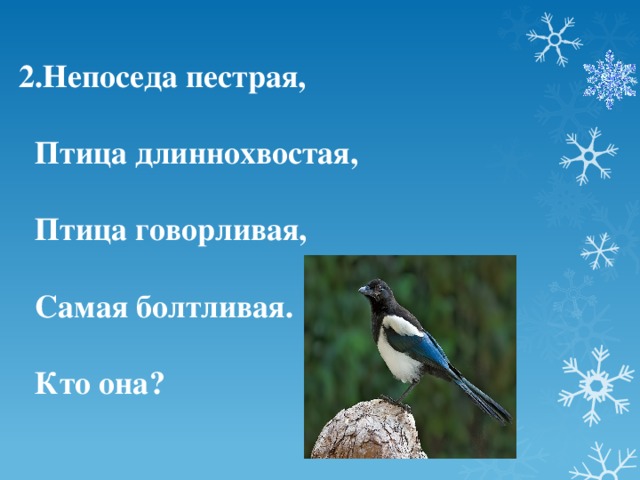 2.Непоседа пестрая,   Птица длиннохвостая,   Птица говорливая,   Самая болтливая.   Кто она?