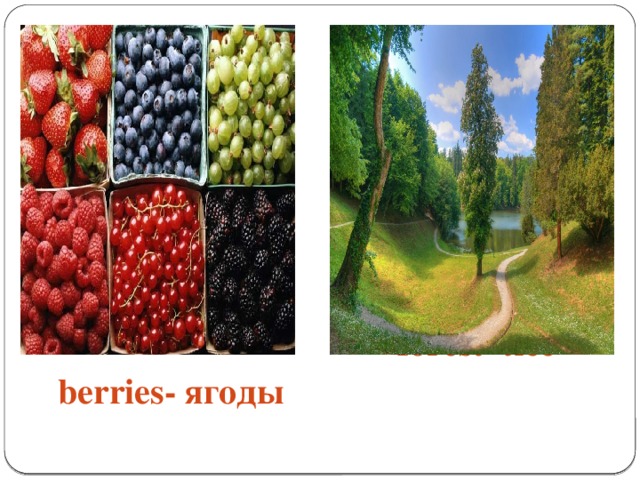 berries- ягоды forest- лес