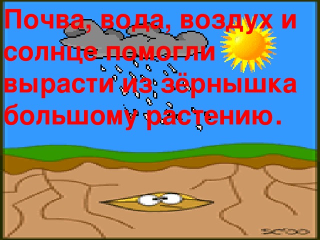 Почва, вода, воздух и солнце помогли вырасти из зёрнышка большому растению.