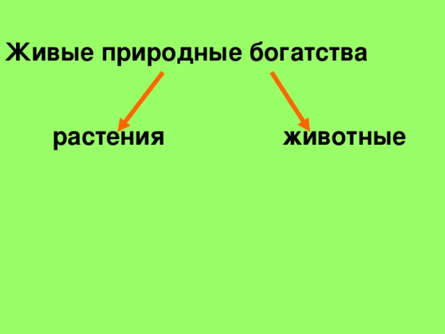 Живые природные богатства   растения животные