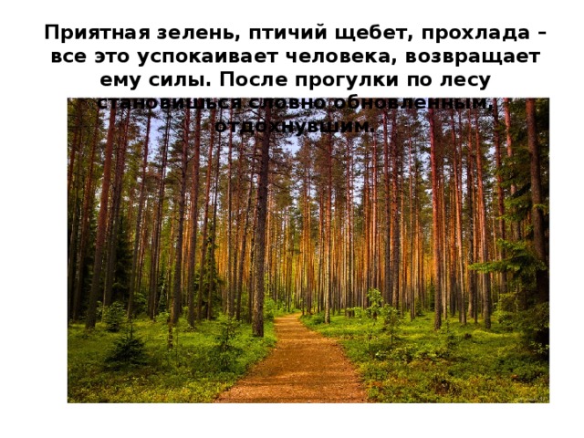 Приятная зелень, птичий щебет, прохлада – все это успокаивает человека, возвращает ему силы. После прогулки по лесу становишься словно обновленным, отдохнувшим.