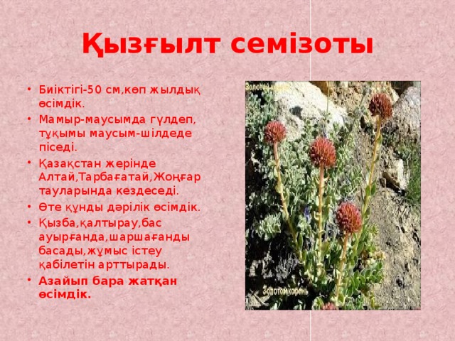 Қызғылт семізоты