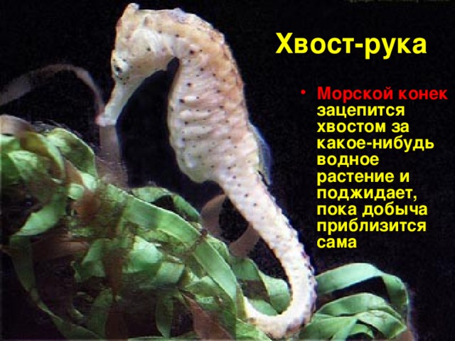 Хвост-рука Морской конек зацепится хвостом за какое-нибудь водное растение и поджидает, пока добыча приблизится сама