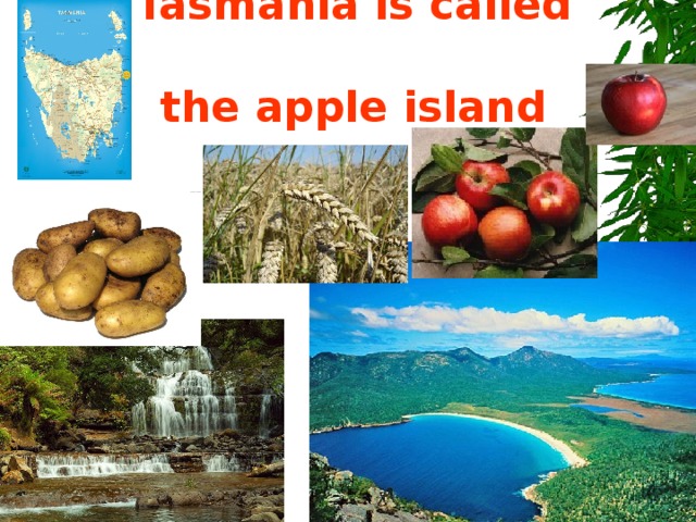 Tasmania is called  the apple island