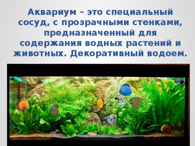 Аквариум – это специальный сосуд, с прозрачными стенками, предназначенный для содержания водных растений и животных. Декоративный водоем.