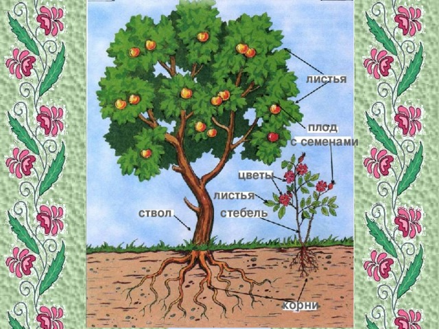 листья плод с семенами цветы листья стебель ствол корни