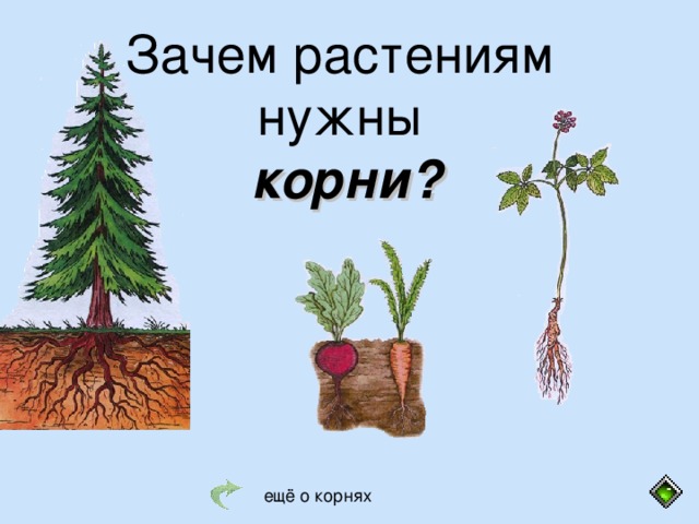 Зачем растениям нужны корни?