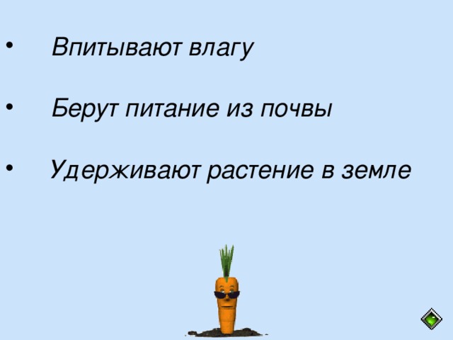 Впитывают влагу   Берут питание из почвы   Удерживают растение в земле