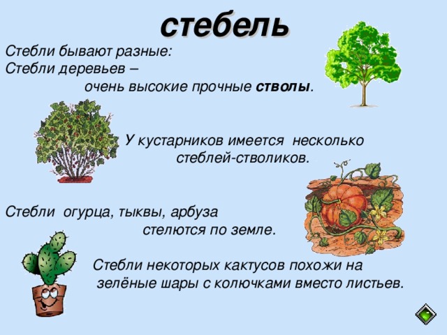 стебель Стебли бывают разные: Стебли деревьев –  очень высокие прочные стволы .    У кустарников имеется несколько  стеблей-стволиков.   Стебли огурца, тыквы, арбуза  стелются по земле.   Стебли некоторых кактусов похожи на  зелёные шары с колючками вместо листьев.