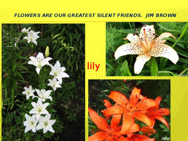 Flowers are our greatest silent friends. Jim Brown   lily