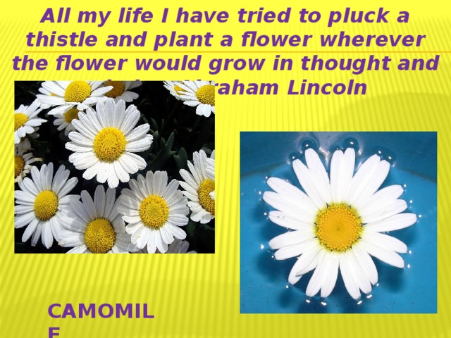 All my life I have tried to pluck a thistle and plant a flower wherever the flower would grow in thought and mind. ~ Abraham Lincoln CAMOMILE