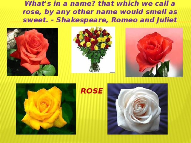 What's in a name? that which we call a rose, by any other name would smell as sweet. - Shakespeare, Romeo and Juliet ROSE