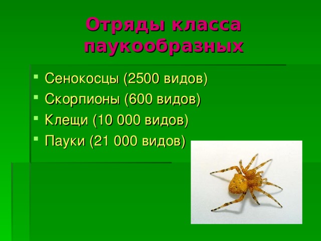 Отряды класса паукообразных Сенокосцы (2500 видов) Скорпионы (600 видов) Клещи (10 000 видов) Пауки (21 000 видов)