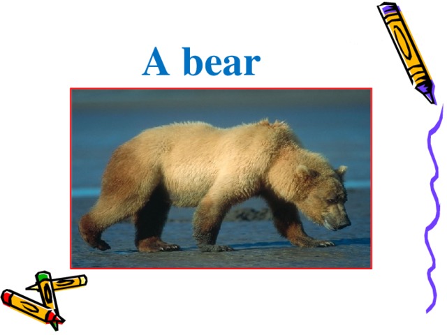 A bear