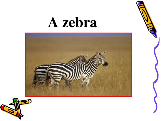 A zebra