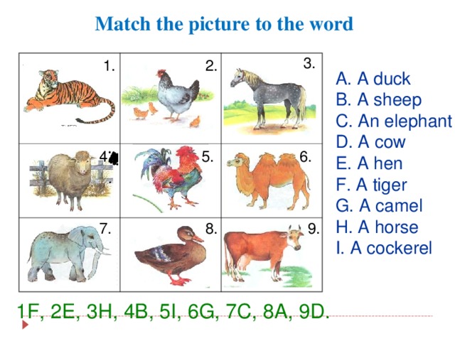 Match the picture to the word 3. 1. 2. A. A duck B. A sheep C. An elephant D. A cow E. A hen F. A tiger G. A camel H. A horse I. A cockerel 4. 6. 5. 4. 7. 8. 9. 1F, 2E, 3H, 4B, 5I, 6G, 7C, 8A, 9D.